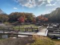 山田池公園を散歩