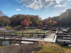 山田池公園を散歩のイメージ画像