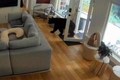カナダの住宅に侵入したクマ、小さなポメラニアンに怯え、逃走【動画】