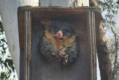 鳥の巣箱にはまってしまったポッサム、保護団体により救助される
