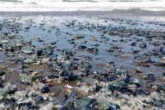 カリフォルニア州の海岸に、ゴムのような青い生物が大量に漂着