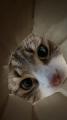 猫が集まる穴に落ちた気分？　のぞき込む姿が可愛すぎる動画に反響