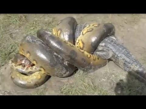 ワニvs アナコンダ 最強ワニが共食い 釣りにきた親子が目撃した衝撃場面 豪州 爆サイ Com東海版