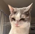 ごはんを見る目がスナイパーすぎる猫..