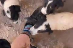 サイクリング中に女性らが道路脇で6匹の子犬を発見、無事に保護するのイメージ画像