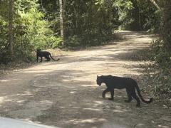 タイで黒豹に会うのは幸運！ケーンクラチャン国立公園に出現のイメージ画像