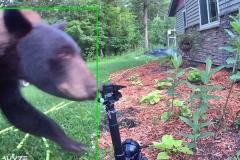 突然、スプリンクラーが作動、水を浴びせられ、クマもびっくりして逃走【動画】
