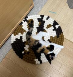 ネコはどこ？忍者のようにマットに溶け込む姿に「隠れ身の術ニャ」「最初は分からなかった」