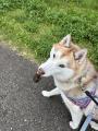 でかい虫拾った！？散歩中のわんこが..