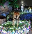 完全に闇に落ちている……夜に怪しく目を光らせる豆柴がダークかわいい