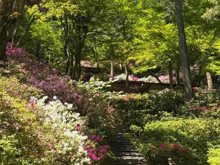 ツツジが綺麗な大興善寺のイメージ画像