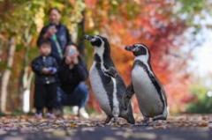 紅葉や銀杏を愛でながら楽しく散策するペンギン―中国のイメージ画像