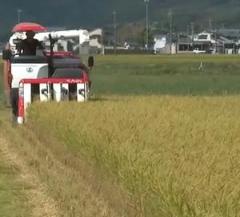 どうなるコメの価格！？”概算金”下落。県内農家から悲鳴（静岡）のイメージ画像