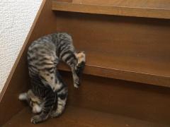 ニュル〜「やっぱり猫は液体だった」…階段の降り方をおぼえた子猫の、独特すぎるやり方が話題