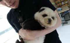 犬を染色した“パンダ犬” 「染料は日本から」販売業者は虐待否定…街で騒ぎになりそうな“トラ犬”も 中国のイメージ画像