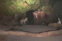 意外な協力関係？大きなクマと一緒にいるコヨーテを発見【動画】
