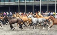馬の文化をたっぷり楽しめる新疆の野馬古生態パークが人気に―中国のイメージ画像