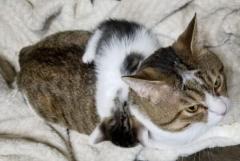 まるで本当の親子 猫を抱き枕にする子猫のイメージ画像