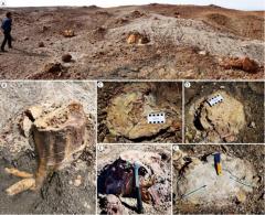 1億6000万年前の森林生産性、現代を大きく上回っていた―中国メディアのイメージ画像