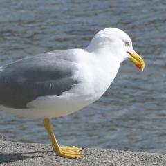 羽アリを大量に食べると酔っ払う？カモメが千鳥足に…英国の港町で目撃のイメージ画像