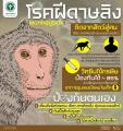 タイ保健省、<strong>サル痘</strong>（<strong>Monkeypox</strong>）緊急対..