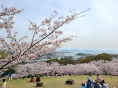花見(桜)のイメージ画像