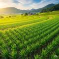 しんじろうくんは、どこの国の農林水産大臣かな？ 韓国