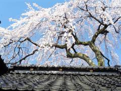 金沢市 慶恩寺のしだれ桜のイメージ画像