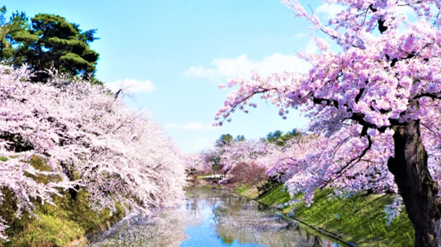 弘前公園（青森県）桜の画像