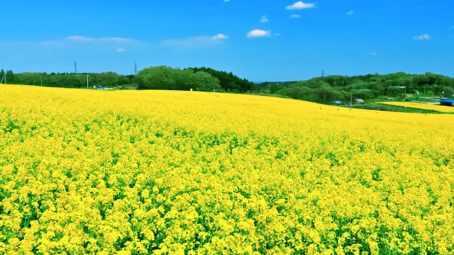 大崎市ひまわりの丘（宮城県）菜の花の画像