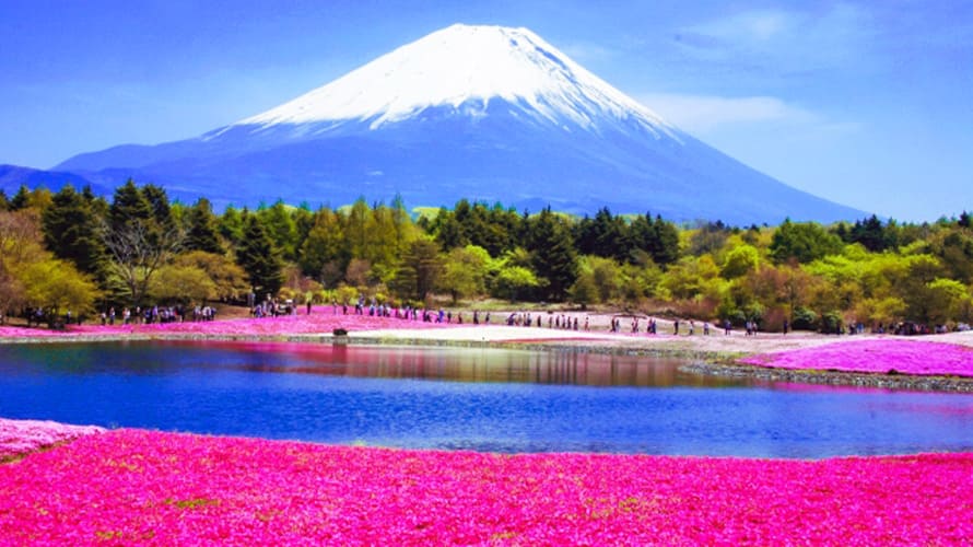 富士芝桜まつり（山梨県）芝桜の画像