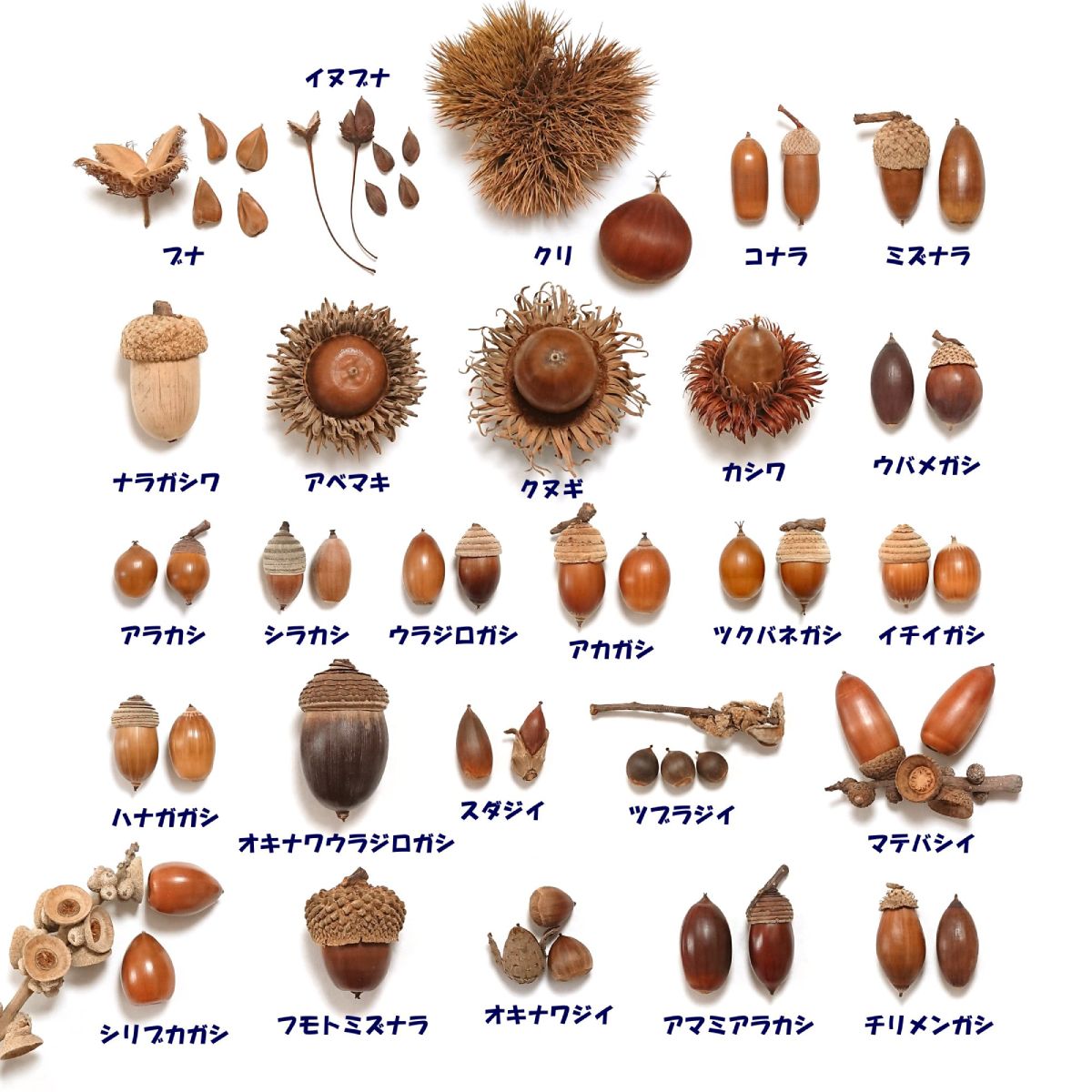 亜種4種も含め、日本国内に生育する26ものどんぐり。