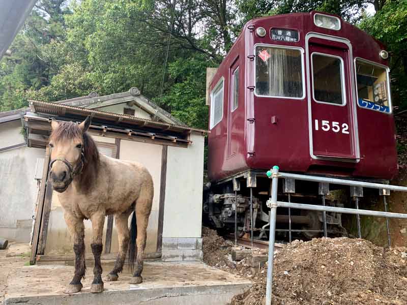 元能勢電鉄1500系1552号と吉川八幡神社の御神馬「いづめ」号（吉川八幡神社提供）