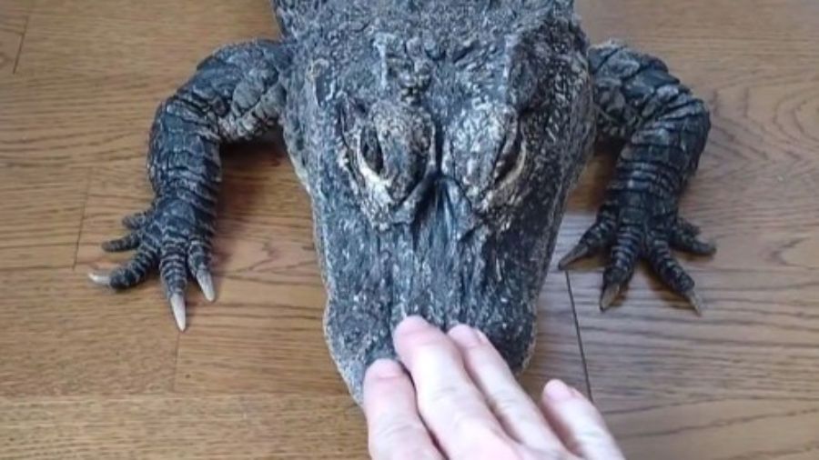 良い信頼関係を築ければむやみに噛んだりすることはないそうです