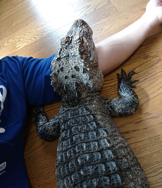 腕枕されるワニ