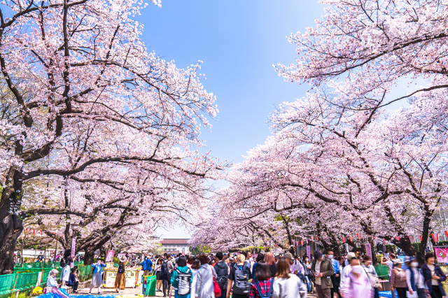 上野公園の満開の桜