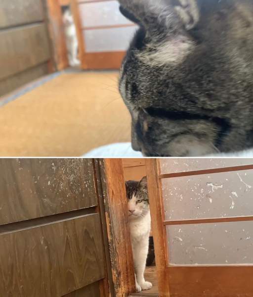 飼い主と同居猫のイチャつきを目撃した猫の姿が完全に「家政婦は見た!」のアレ