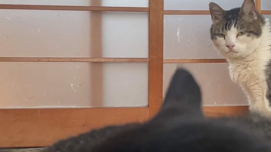 周囲をウロウロしていたそうです