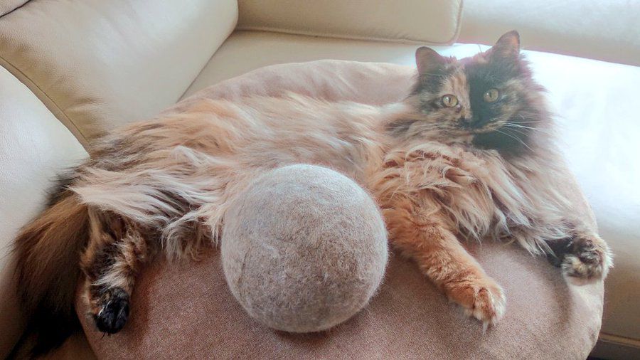 猫の抜け毛を丸め続けて3年……出来上がった巨大毛球にびっくり