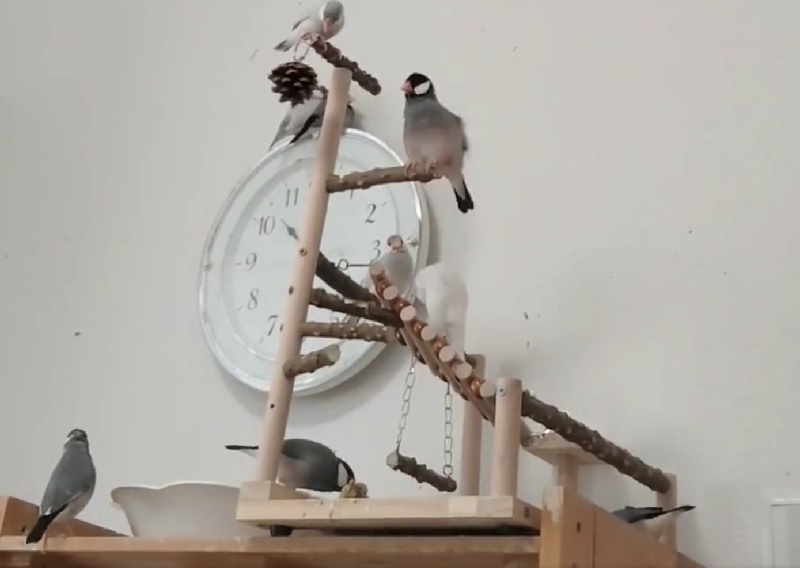 アスレティックで遊ぶ文鳥たちと壁掛け時計の上の文鳥夫婦
