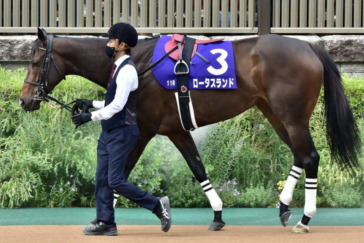 関屋記念（G3）「ゴルシの許嫁」が主戦と初タッグ！ 一昨年の覇者ロータスランドが夏の新潟で復活を期すの画像1