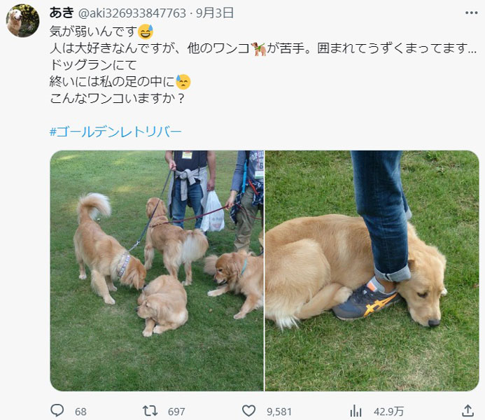 犬に囲まれてうずくまるレトリバーが可愛すぎる