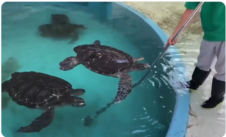 ウミガメたちも掃除されたい！？　水槽の掃除がはかどらないワケ