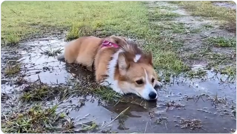 「お水LOVE」なワンちゃん