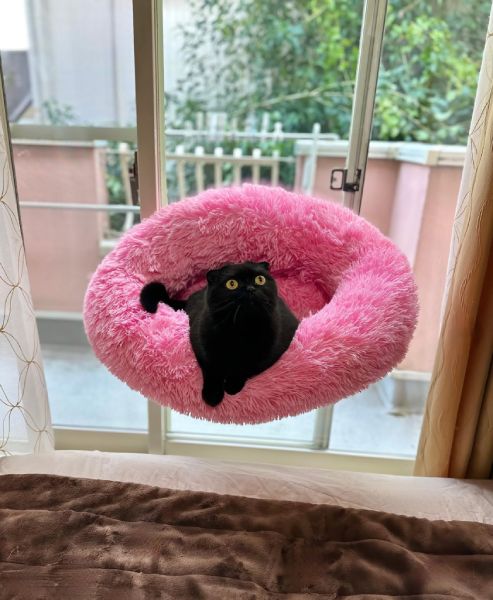 空飛ぶアイテムが実在？魔法のクッションで空中浮遊する黒猫ちゃん