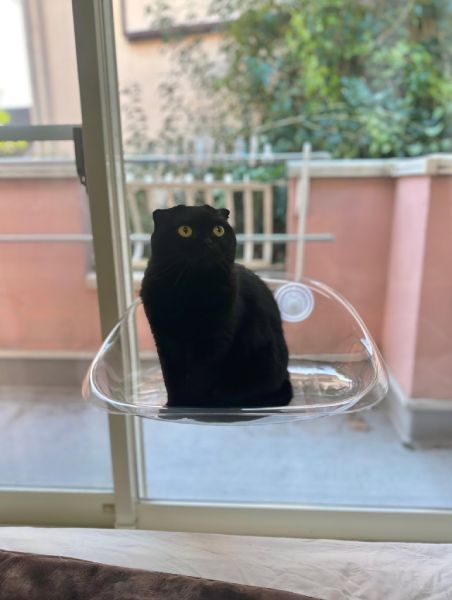 ハンモックがお気に入りのぷりもちゃん
