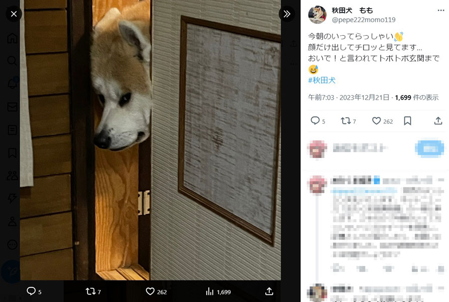 物悲しそうな顔で飼い主をチラ見する秋田犬