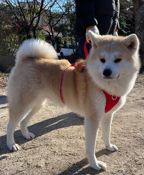 秋田犬のももちゃん