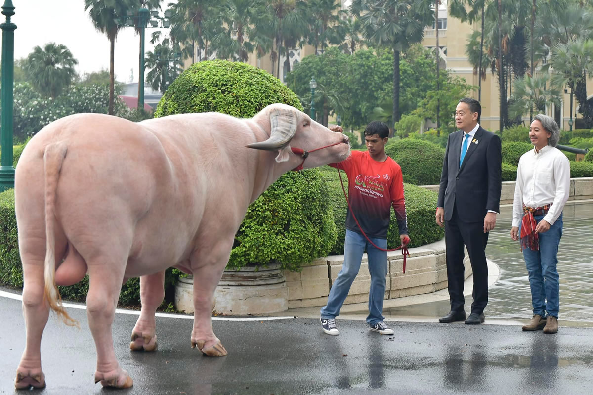 タイ首相、白い水牛コー・ムアンペットと面会