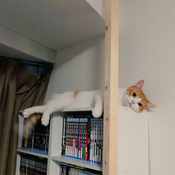 本棚の上に寝そべりう、あざとくこちらを見つめるおちゃまるさん